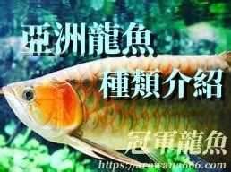 龍魚種類|龍魚這麼多種該怎麼分類？認識龍魚間的血緣與各產地 